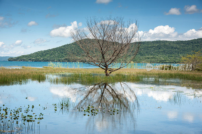 Peten Itza湖树和天空反射，弗洛雷斯，危地马拉